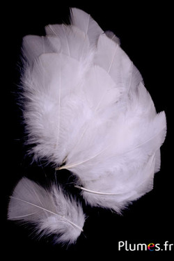 Dinde - 6-8 cm - crème